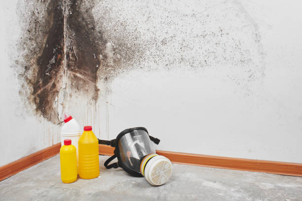Best Professional Mold Removal  in Ridley Rk, PA