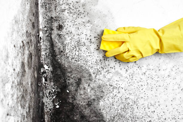 Best Black Mold Removal  in Ridley Rk, PA