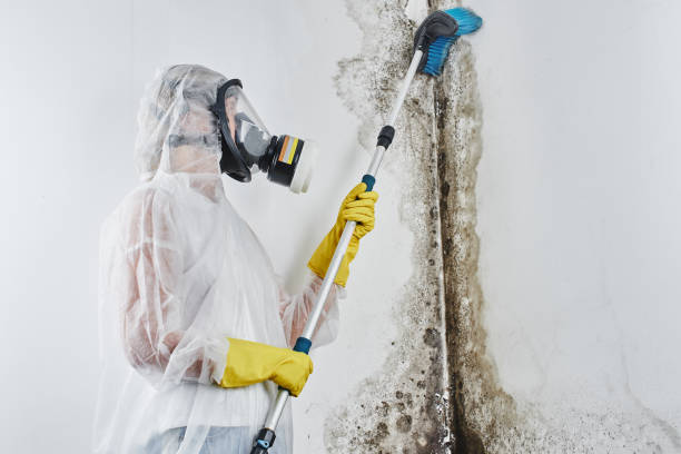 Crawl Space Mold Removal in Ridley Park, PA